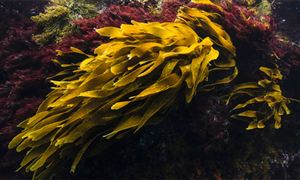 中国计算机系统集成行业及企业发展现状及趋势分析2024(图3)