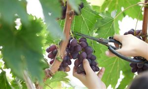 2024年中国计算机系统集成行业产业链上下游结构及发展趋势(图7)