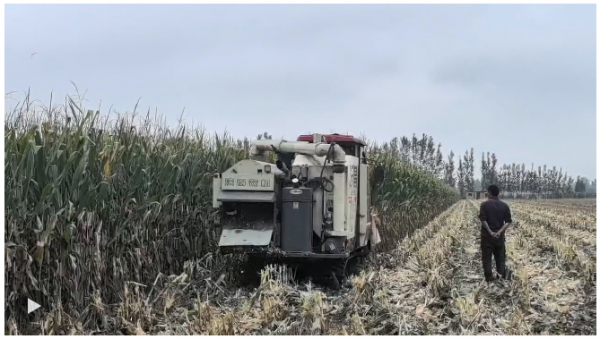 河南“烂秋雨”还没停秋收情况如何？有哪些解决办法？记者实地走访(图2)