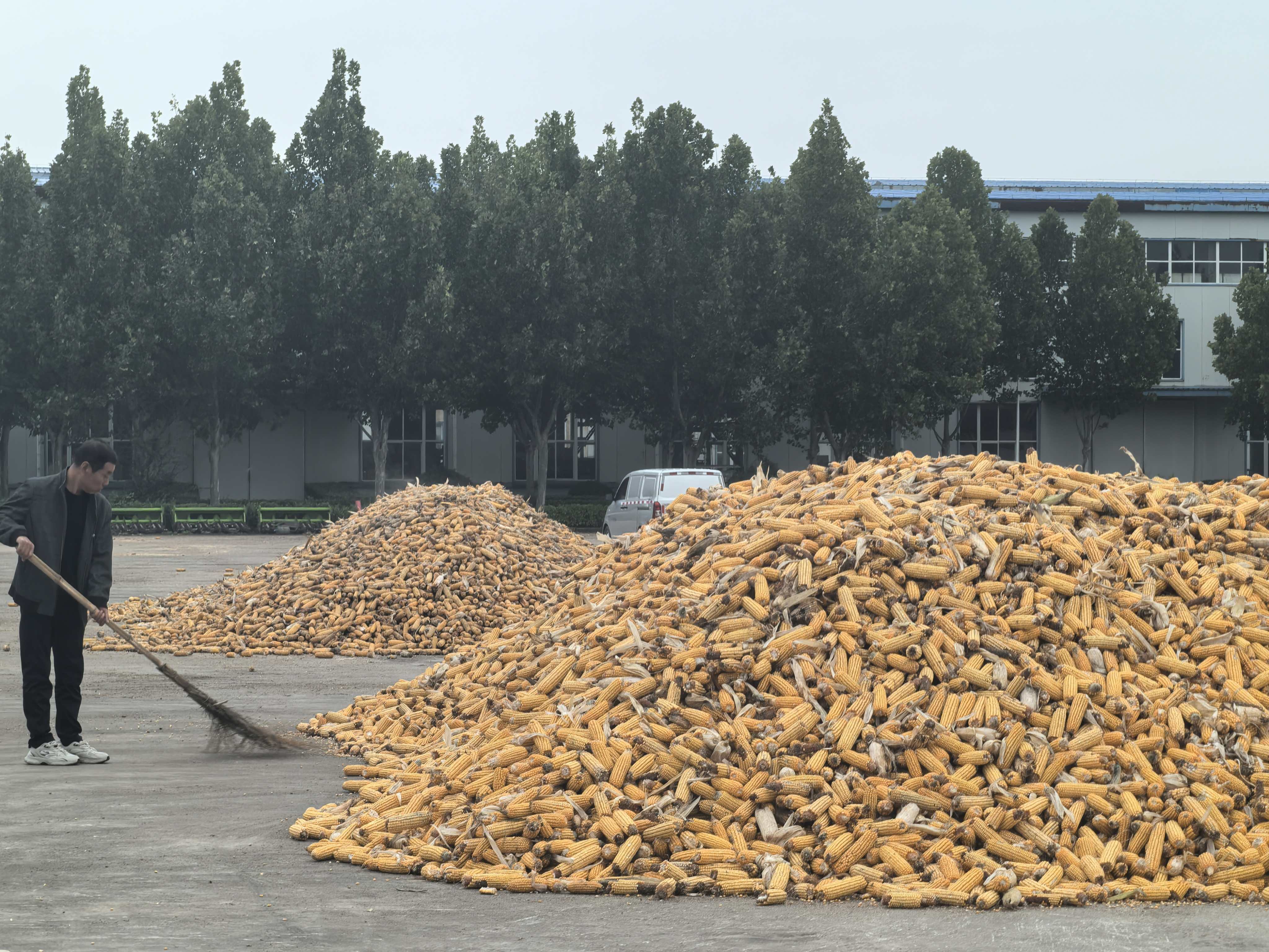 河南“烂秋雨”还没停秋收情况如何？有哪些解决办法？记者实地走访(图6)