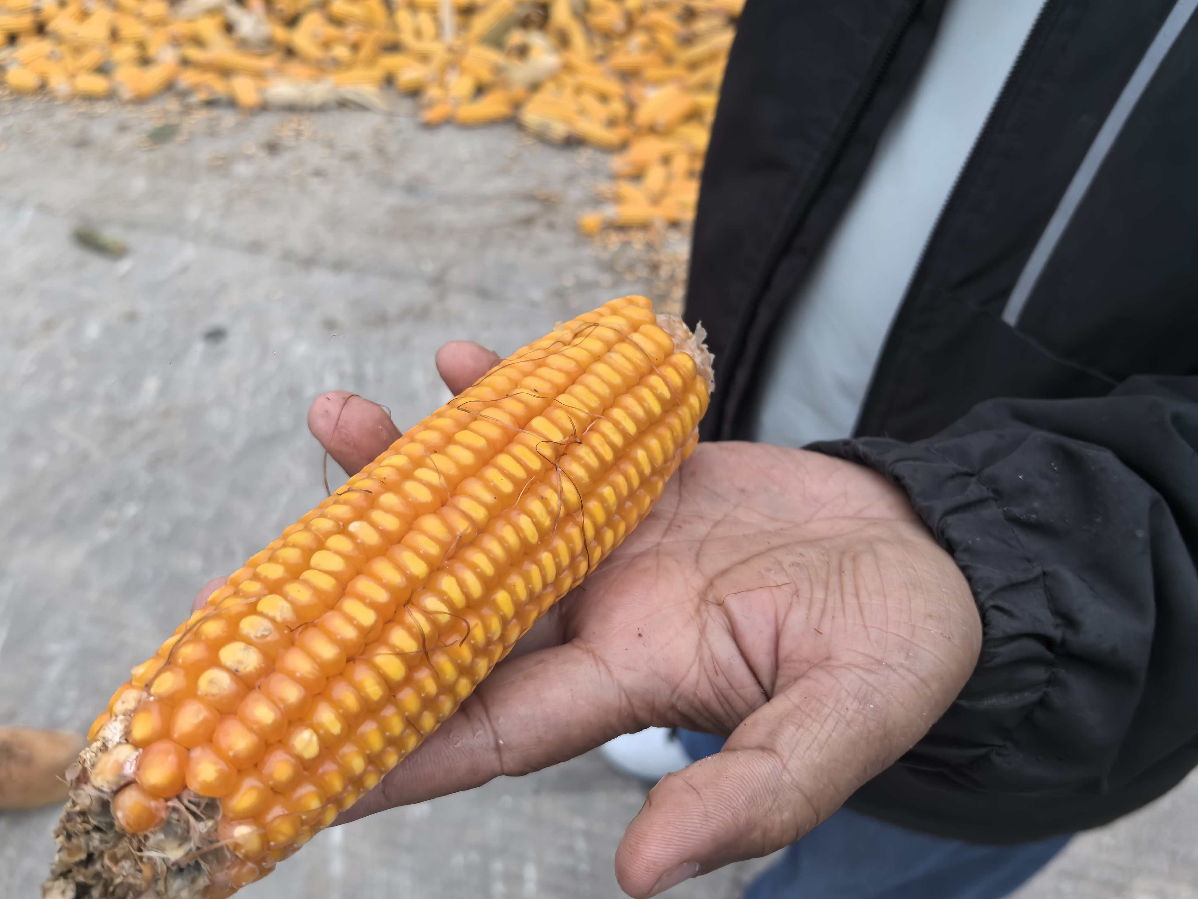 河南“烂秋雨”还没停秋收情况如何？有哪些解决办法？记者实地走访(图11)