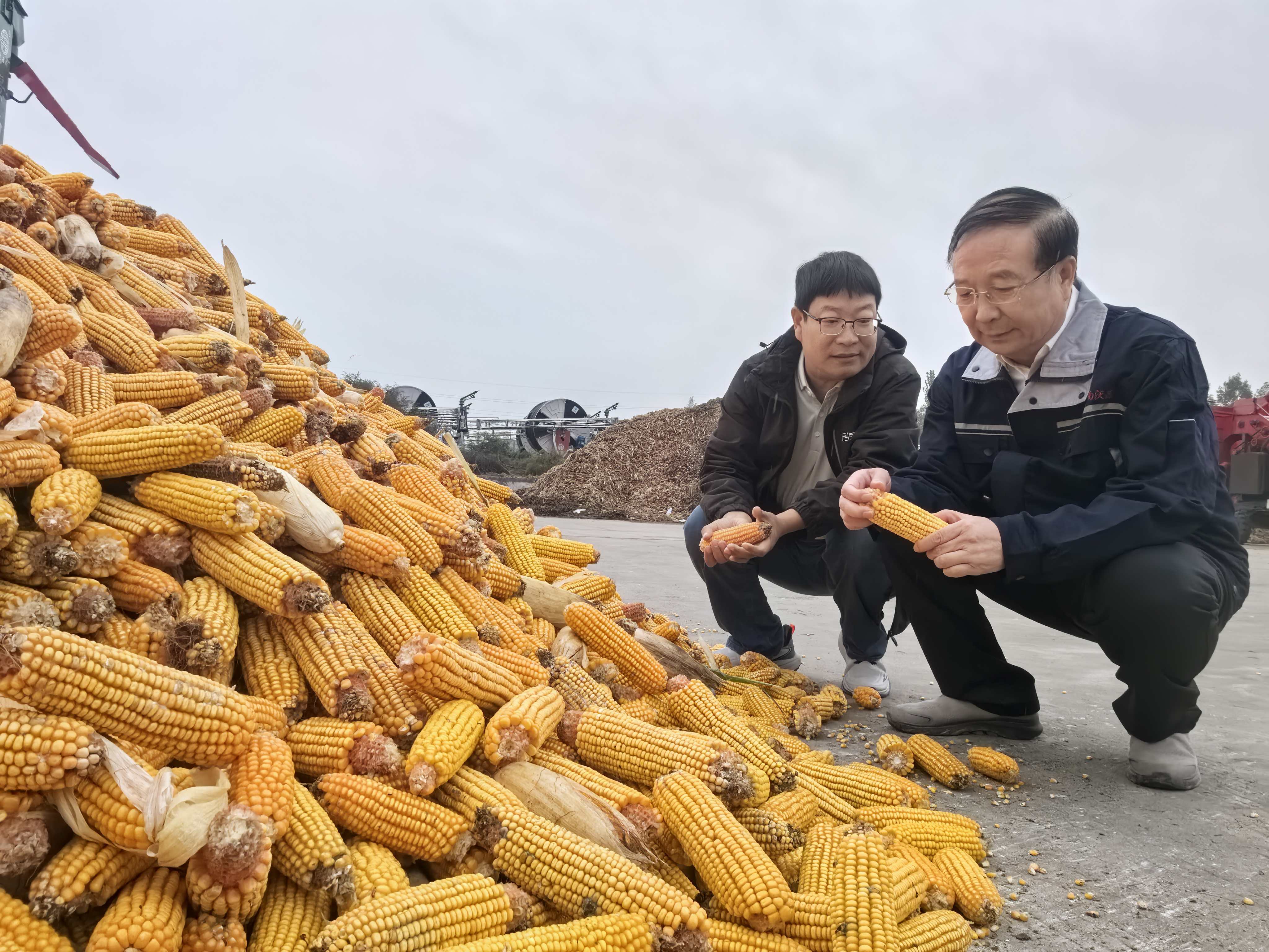 河南“烂秋雨”还没停秋收情况如何？有哪些解决办法？记者实地走访(图14)